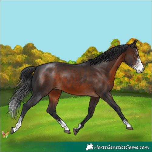 Horse Color:Brown Sabino 