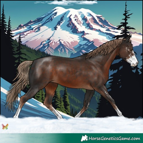 Horse Color:Liver Chestnut Sabino 