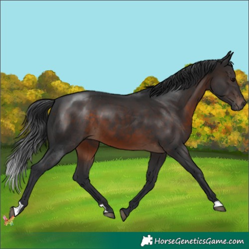 Horse Color:Brown 