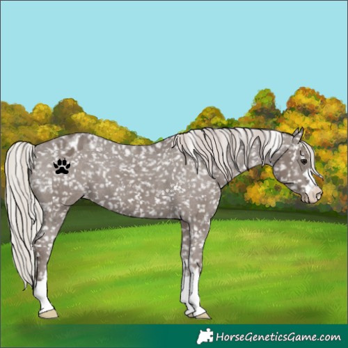 Horse Color:Silver Black Snowflake Varnish 