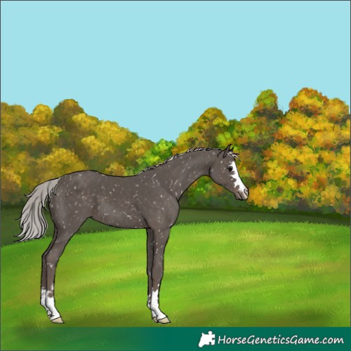 Horse Color:Silver Black Appaloosa