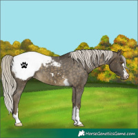 Horse Color:Silver Buckskin Snowcap
