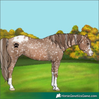 Horse Color:Black Pearl Snowflake Varnish 