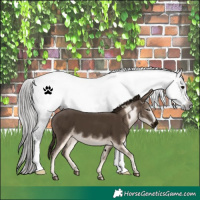 Horse Color:Gray White Spotted Black Varnish 
