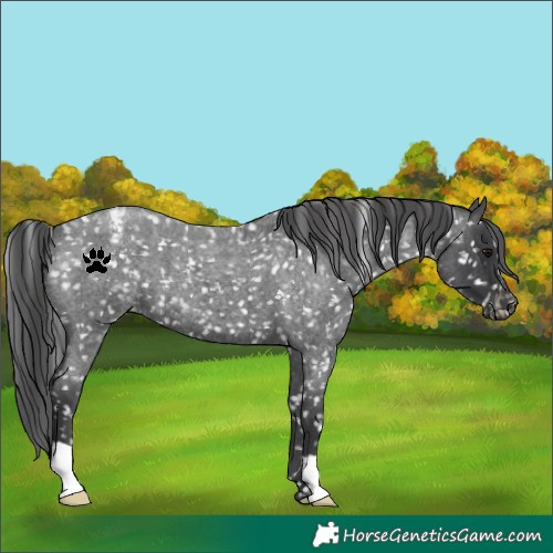 Horse Color:Blue Roan Appaloosa