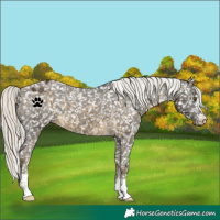 Horse Color:Silver Buckskin Appaloosa