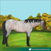 Horse Color:Brown Roan