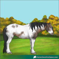 Horse Color:Brown Dun Tobiano Frame 