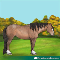 Horse Color:Sable Champagne 