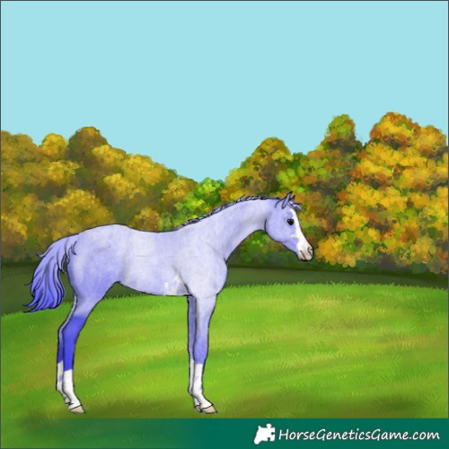 Horse Color:Watercolor Black 