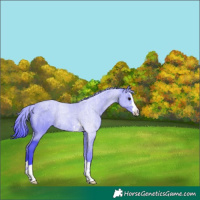 Horse Color:Watercolor Black