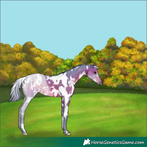 Horse Color:Watercolor White Spotted Brown 