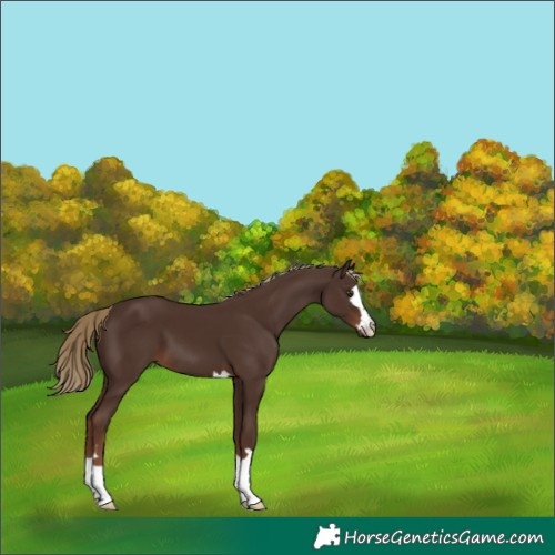 Horse Color:Liver Chestnut 