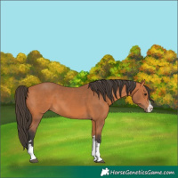 Horse Color:Bay 