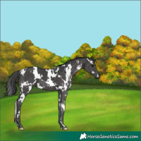 Horse Color:White Spotted Black