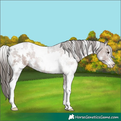 Horse Color:White Spotted Liver Chestnut Sabino 