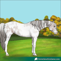 Horse Color:White Spotted Liver Chestnut Sabino 