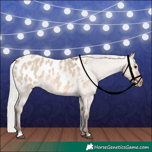 Horse Color:Silver Brown Roan Dun Appaloosa 
