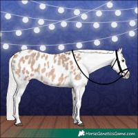 Horse Color:Silver Brown Roan Dun Appaloosa