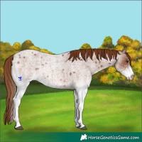 Horse Color:White Spotted Red Roan 
