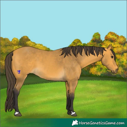 Horse Color:Buckskin