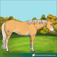 Horse Color:Palomino