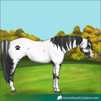 Horse Color:Brown Appaloosa 