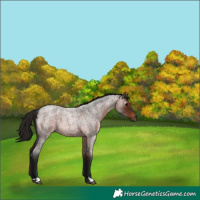 Horse Color:Gray Bay Roan 