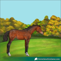 Horse Color:Bay 