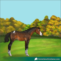 Horse Color:Gray Buckskin Appaloosa 