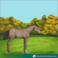 Horse Color:Classic Champagne 