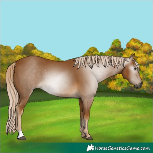 Horse Color:Gray Palomino 