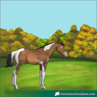 Horse Color:Gray Amber Champagne Tobiano 