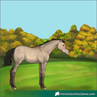 Horse Color:Gray Amber Champagne Dun 