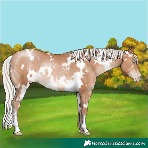Horse Color:White Spotted Silver Brown Pearl Rabicano 
