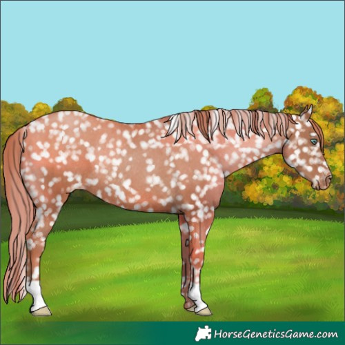 Horse Color:Chocolate Black Pearl Appaloosa Rabicano 