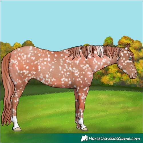 Horse Color:Chocolate Black Pearl Appaloosa Rabicano 