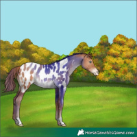 Horse Color:Chocolate Brown Pearl Appaloosa Rabicano 