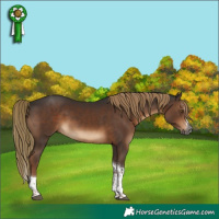 Horse Color:Gray Liver Chestnut Splash Tobiano Rabicano 