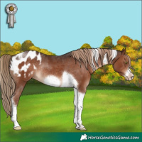 Horse Color:Liver Chestnut Tobiano Frame Appaloosa Rabicano 