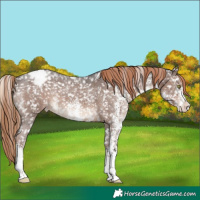 Horse Color:Liver Chestnut Sabino Snowflake Varnish