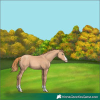 Horse Color:Gold Champagne 