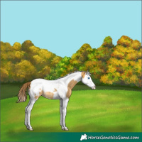 Horse Color:Amber Cream Champagne Splash Tobiano Blanket Rabicano 