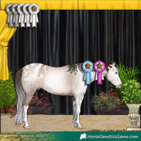 Horse Color:Gray Amber Champagne Splash Appaloosa Rabicano