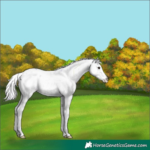 Horse Color:Watercolor Silver Brown Onyx Sabino Rabicano 