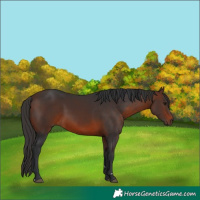 Horse Color:Bay  and Brown 
