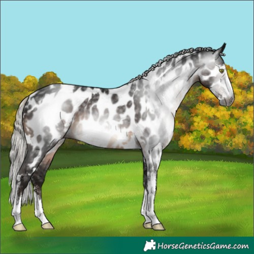 Horse Color:Gray White Spotted Silver Brown Sabino Near Leopard Rabicano 
