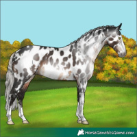 Horse Color:Gray White Spotted Silver Brown Sabino Appaloosa Rabicano 