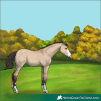 Horse Color:Bay Dun