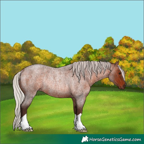 Horse Color:Silver Brown Roan Rabicano 